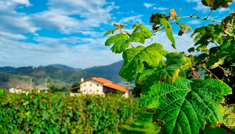 Txakoli Bengoetxe - Viñedo